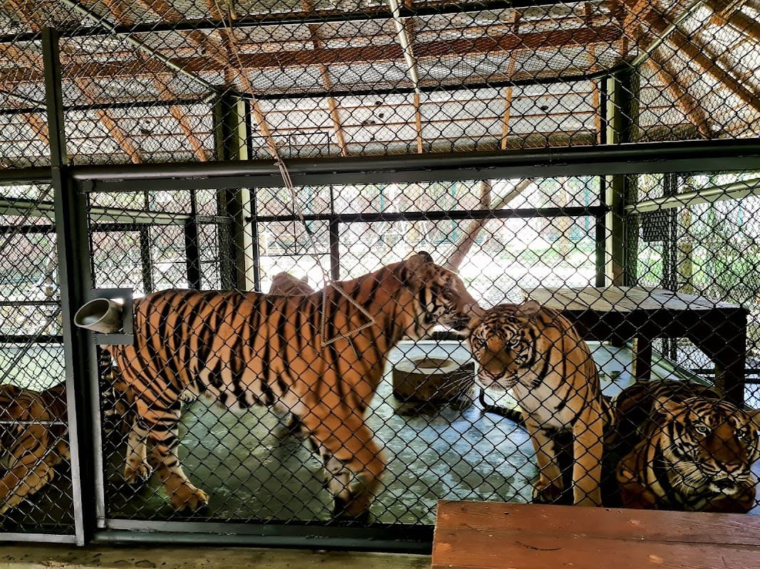 Tiger Kingdom 2