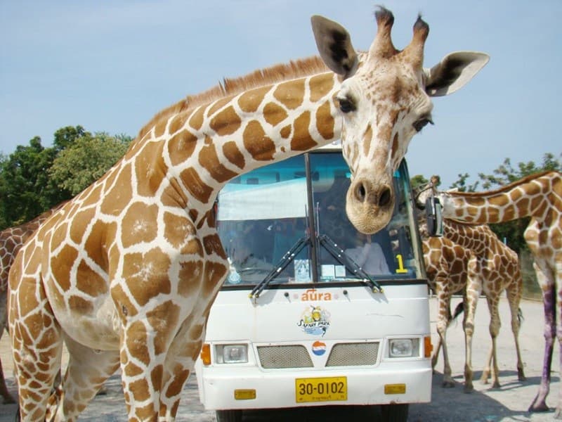 Safari Park Kanchanaburi 2