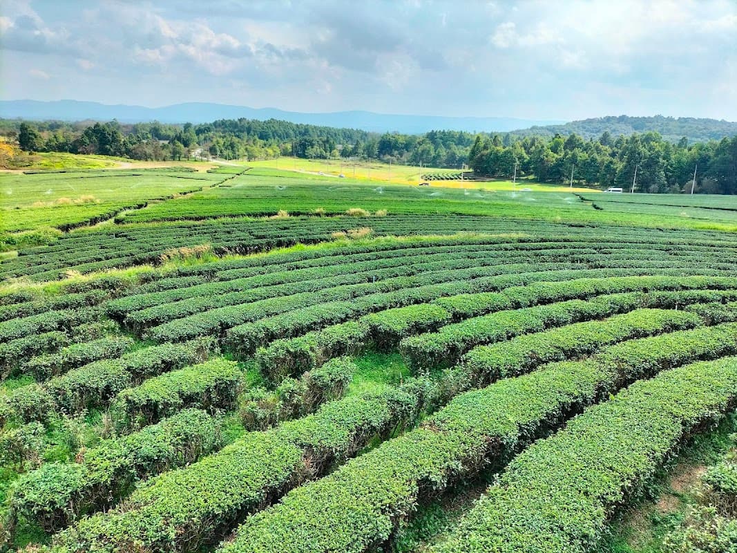 Singha Park Chiang Rai 2