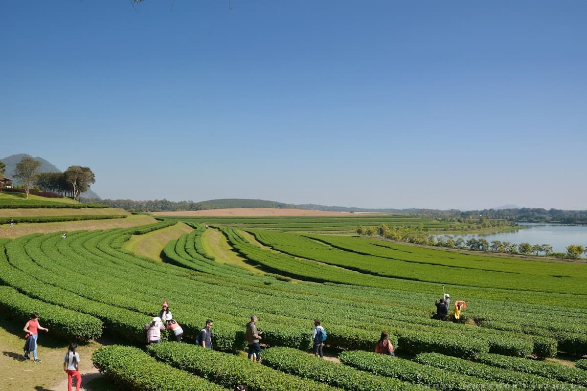 Singha Park Chiang Rai 3
