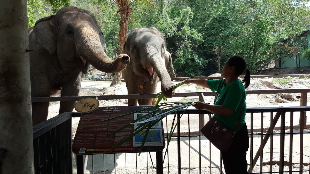Khao Kheow Open Zoo 3