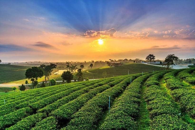 Choui Fong Tea Plantation 2