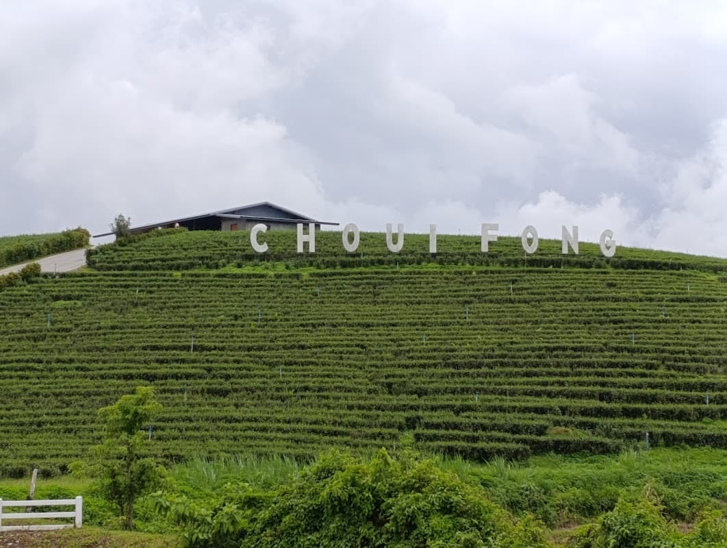 Choui Fong Tea Plantation 3
